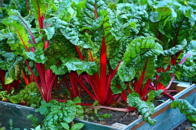 vegetables - eco-friendly garden