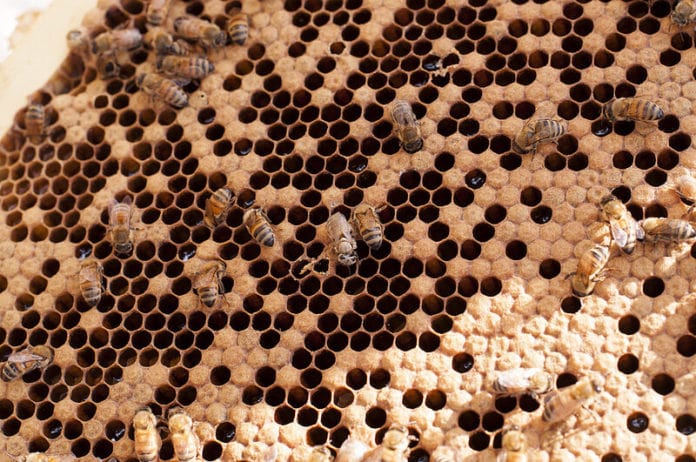 honeybees honeybees