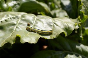 caterpillar on leaf