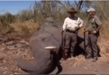 elephant hunting show