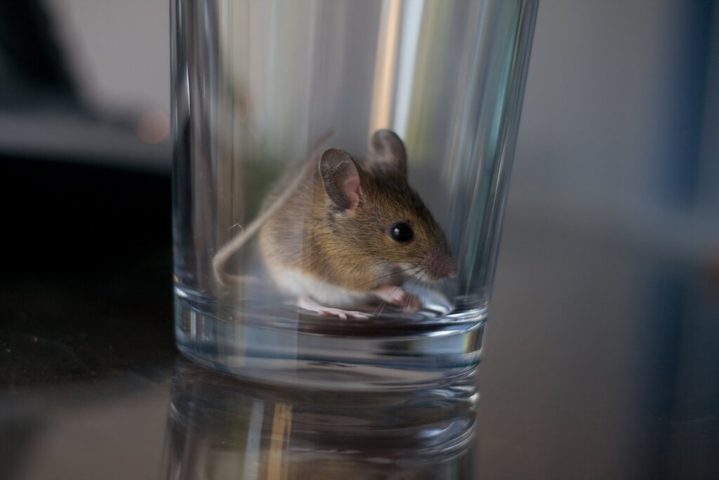 mouse in cup