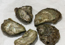 olympia oyster