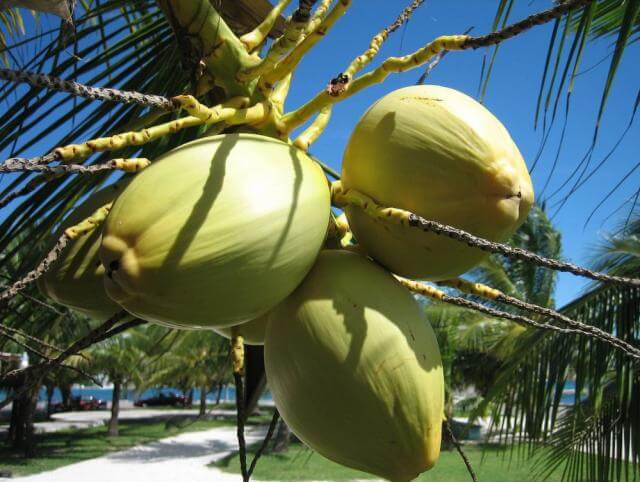 tropical coconut tree