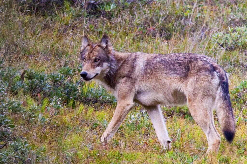 A Controversial New Study Fuels the Wolf Management Debate | Greener Ideal