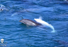 albino dolphin