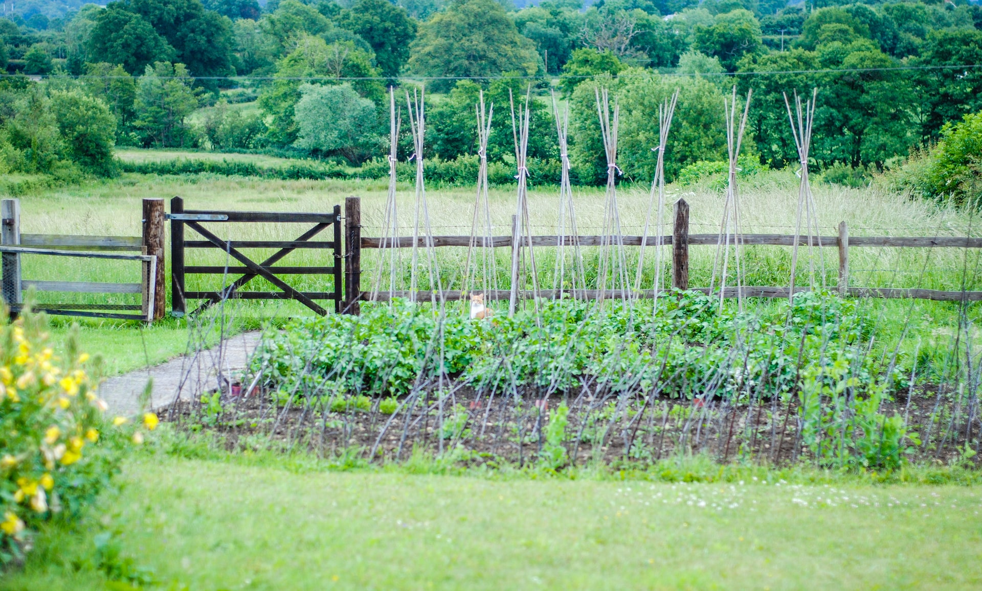 How to improve dark dingy corners of your garden — what to buy and plant to  create an oasis