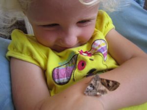 This injured moth, who the kids named Dinosaur, lived with us for 6 months. She liked to look out the window while perched on my daughter's arm and refused to go back in her enclosure when we tried to put her back. 