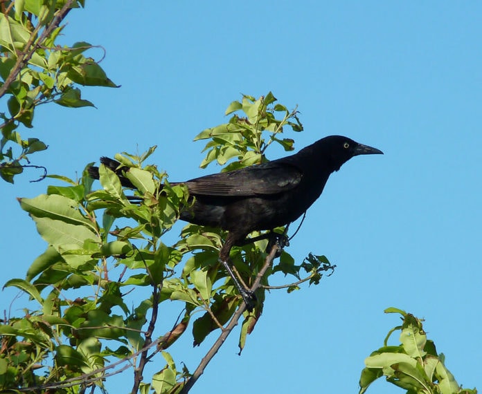 crow in tree