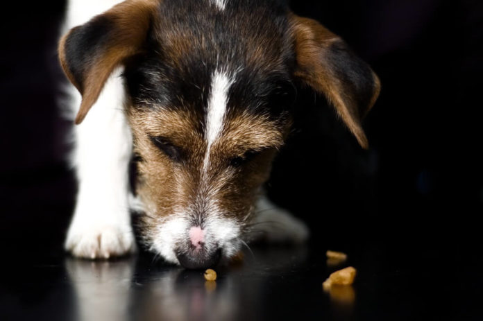 dog eating food on the floor