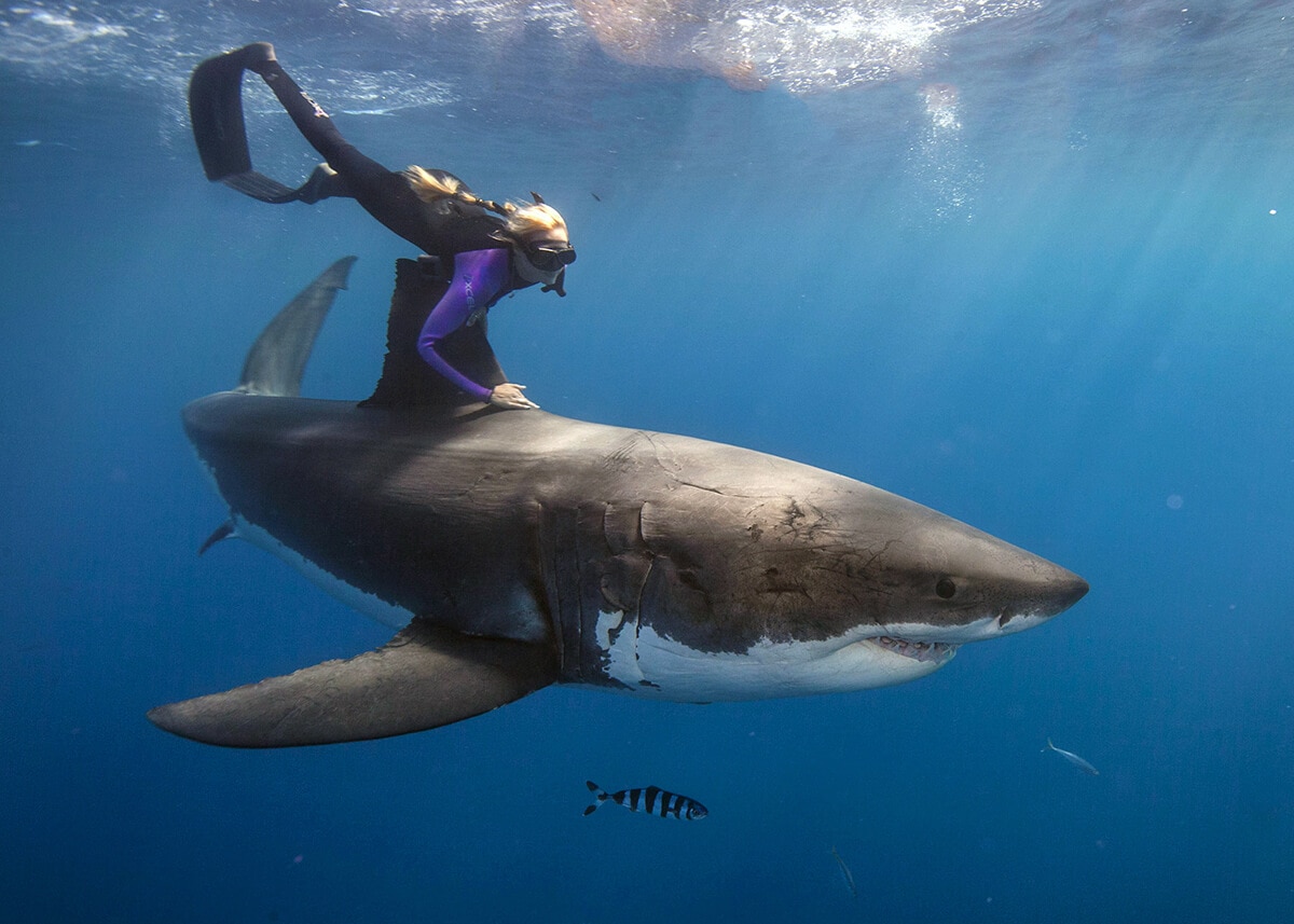 Ocean Ramsey swimming with shark