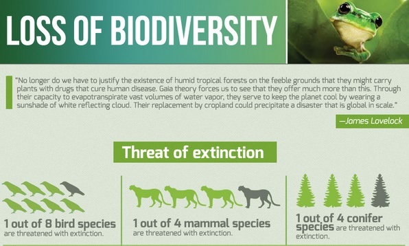 Biodiversity: The Importance of a Varied Ecosystem – Greener Ideal