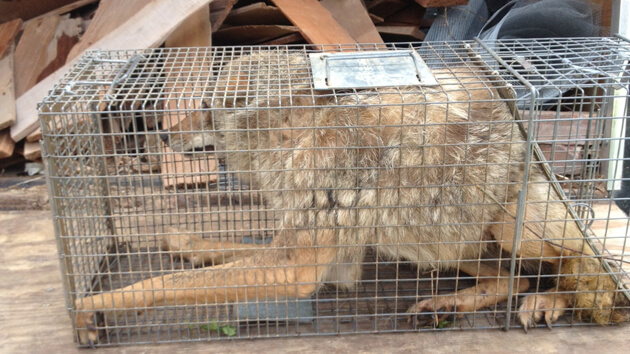 coyote in cage
