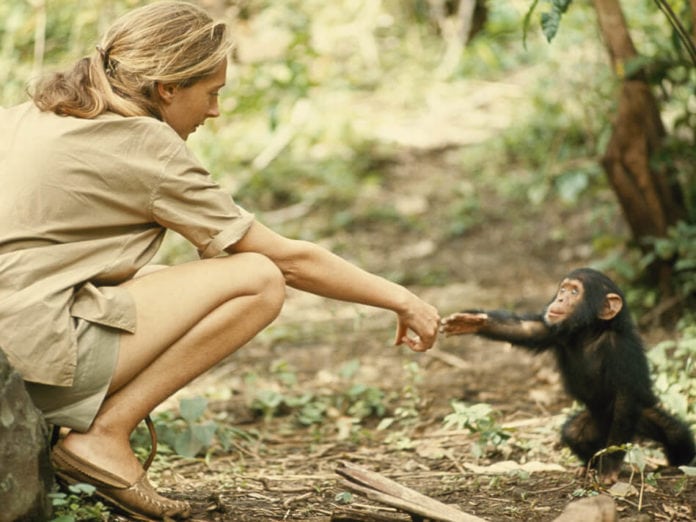 Jane Goodall with baby chimp