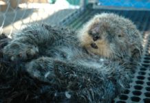 whiffen the injured sea otter