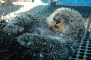 whiffen the injured sea otter
