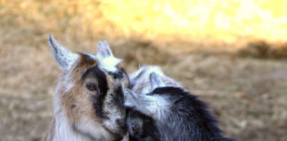 goat love