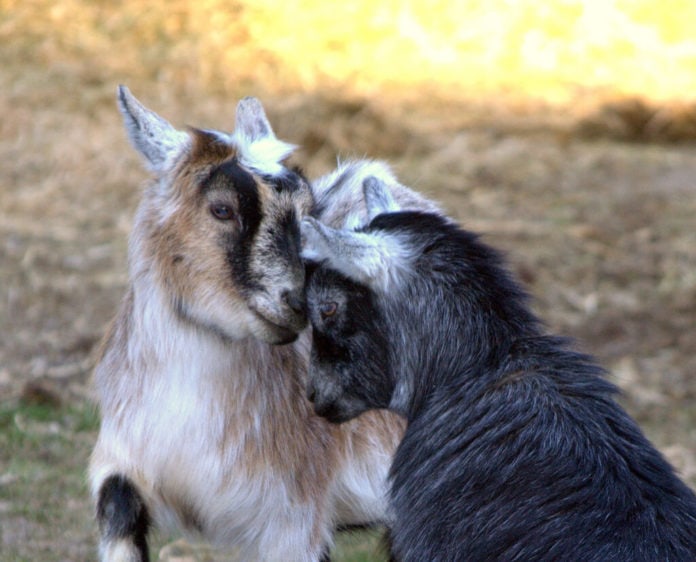 goat love