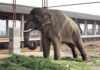 Sunder India Elephant Abuse