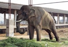 Sunder India Elephant Abuse