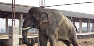 Sunder India Elephant Abuse