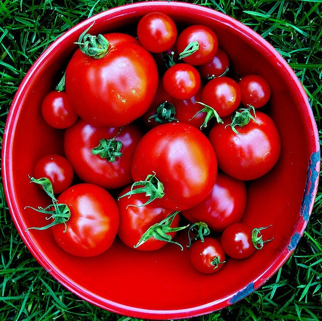tomatos in a bowl