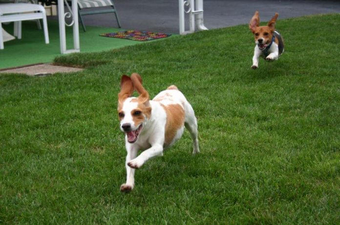 beagles running