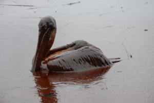bird in oil spill