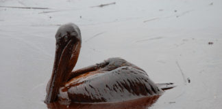 bird in oil spill