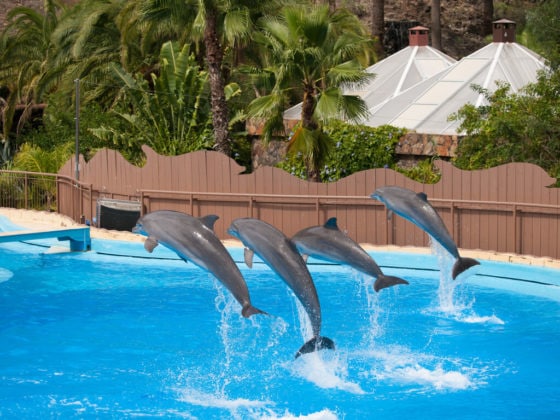 This aquarium is making history with plans to free its dolphins from ...