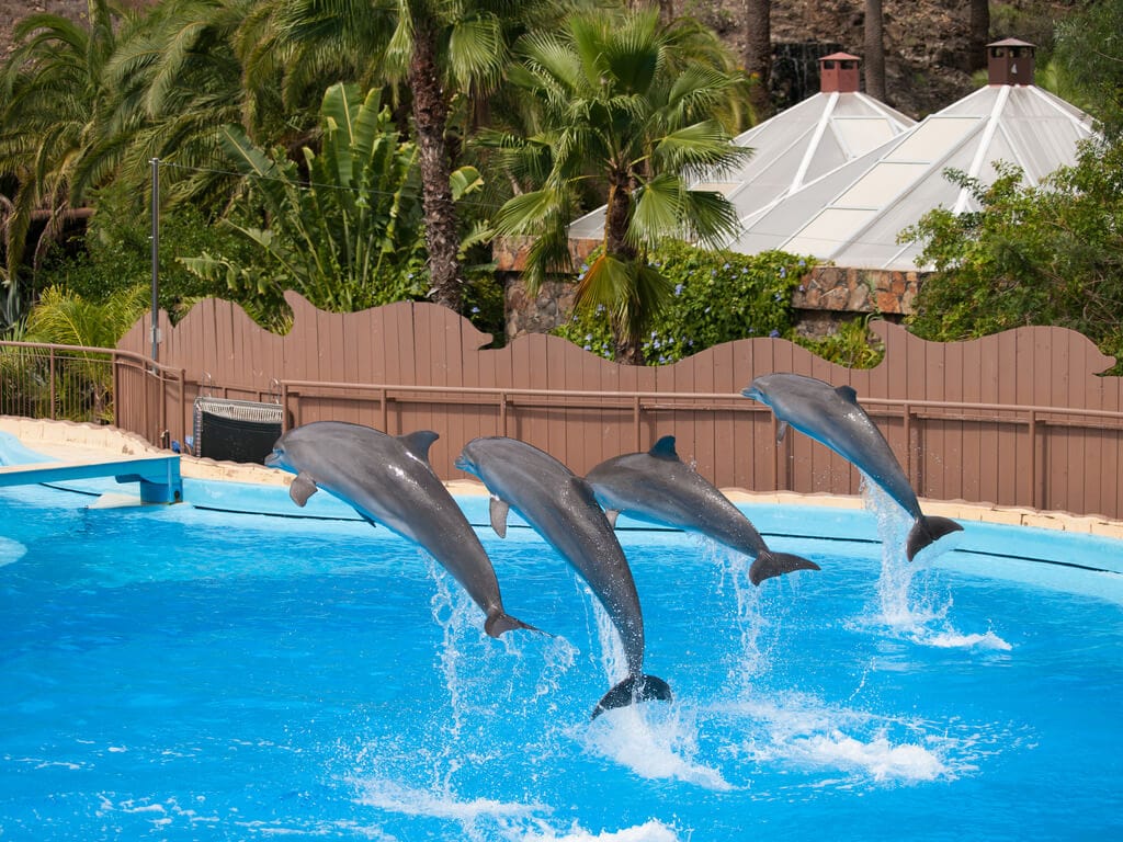 This Aquarium Is Making History With Plans To Free Its Dolphins From 