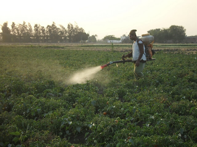 man spraying pesticides