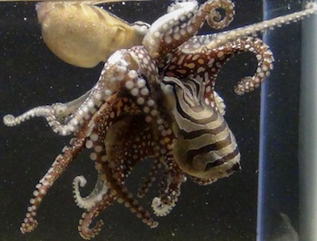 Striped octopus mating face to face