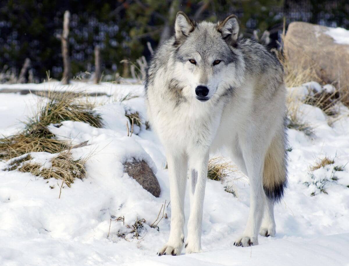 wolf standing in snow