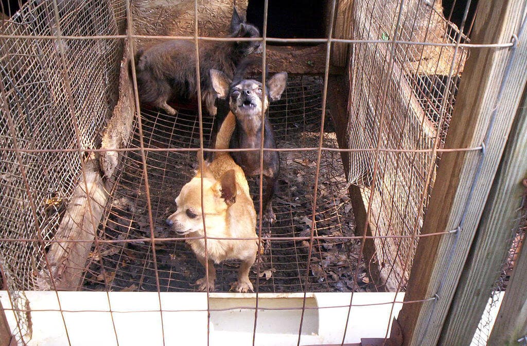 Puppies in a cage at a puppy mill
