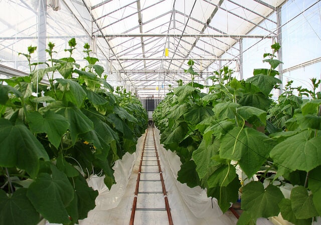 greenhouse at sahara forest project