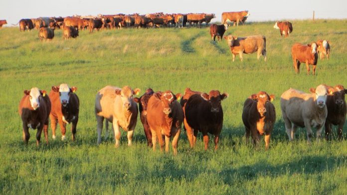 Alberta’s Beef Offers Important Alternative Energy Supply | Greener Ideal