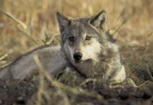 Endangered-Wolf-Killer-Escape-Prosecution