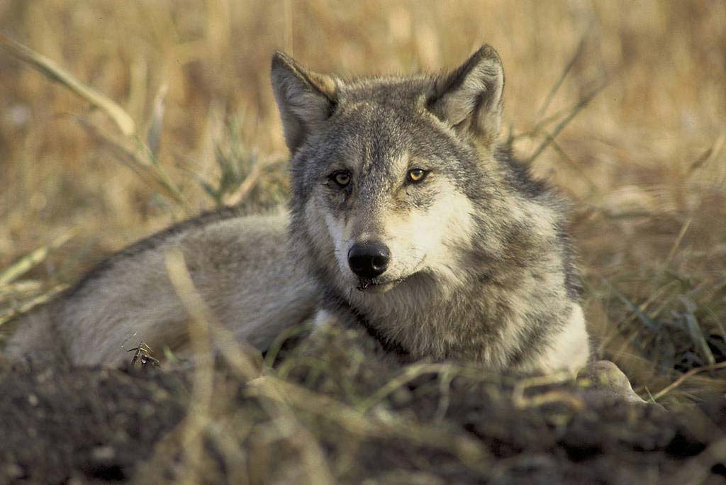 Endangered-Wolf-Killer-Escape-Prosecution