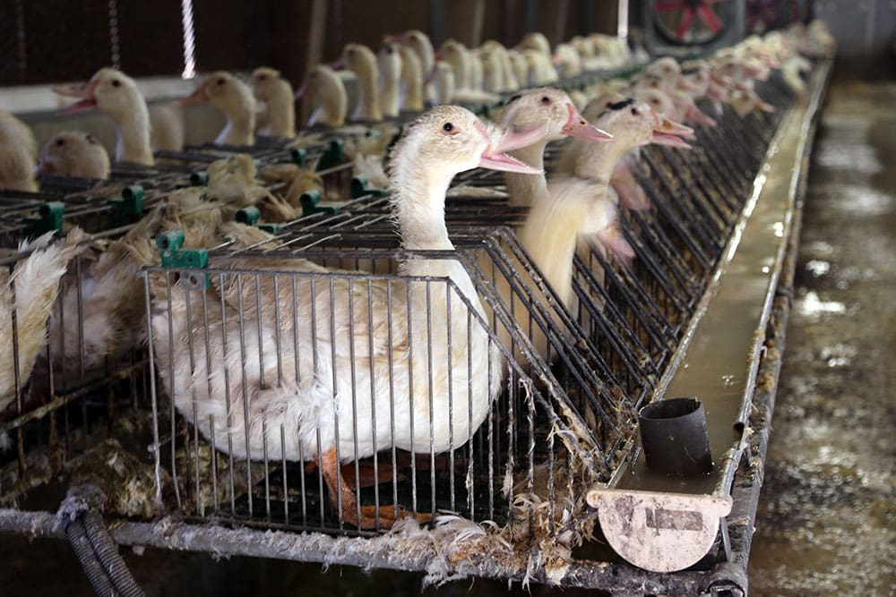 Foie Gras Duck Cages