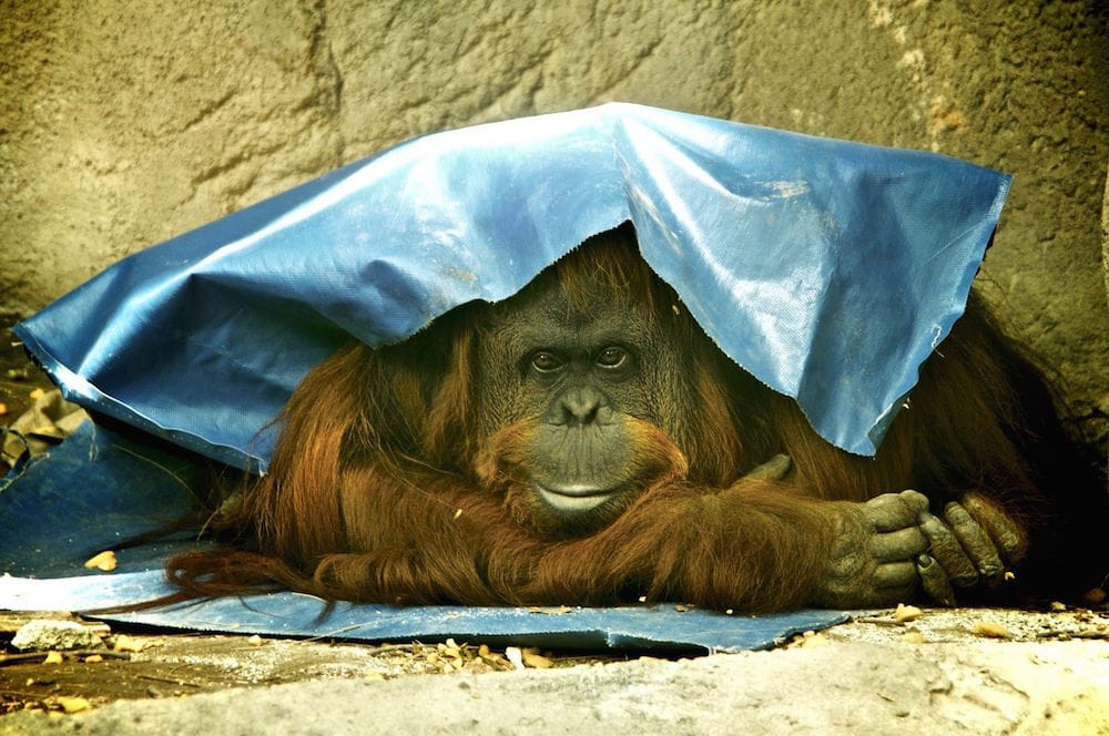 sandra jailed orangutan
