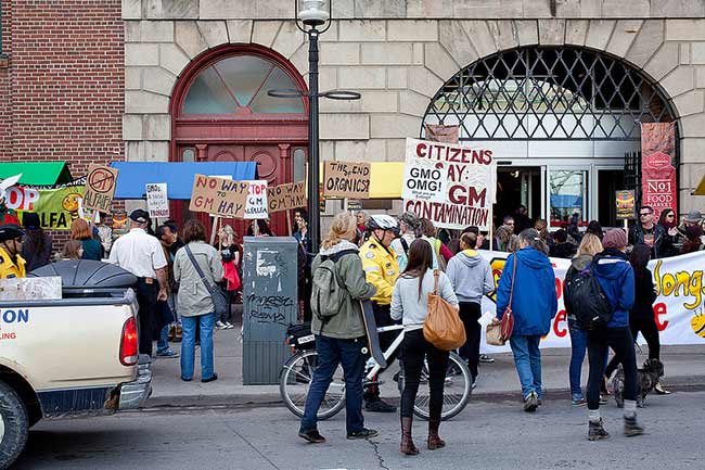 Why are Scientists Backing Down to Anti-GMO Activists?
