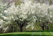 ornamental pear