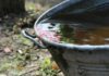 collect rainwater for environmentally friendly gardening
