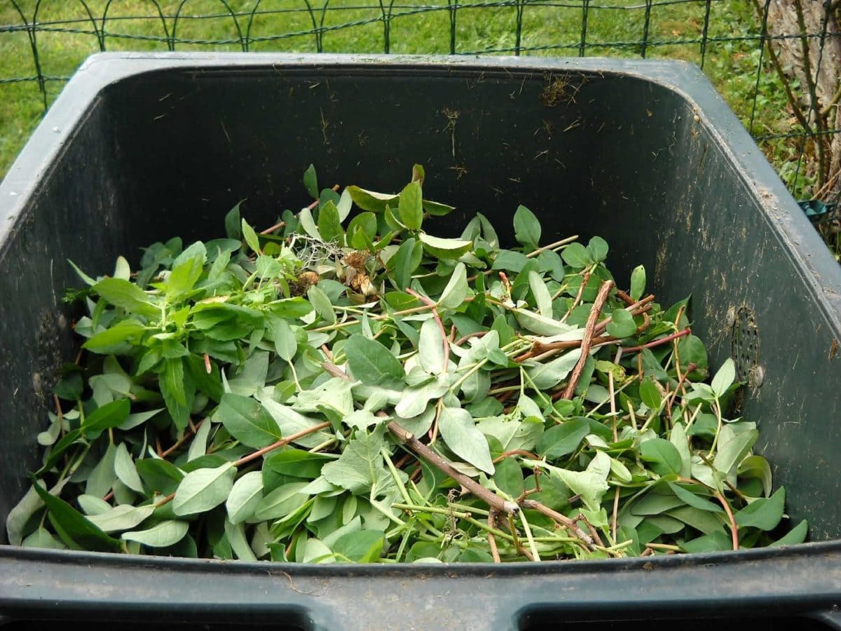 green waste in compost