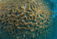 brain coral