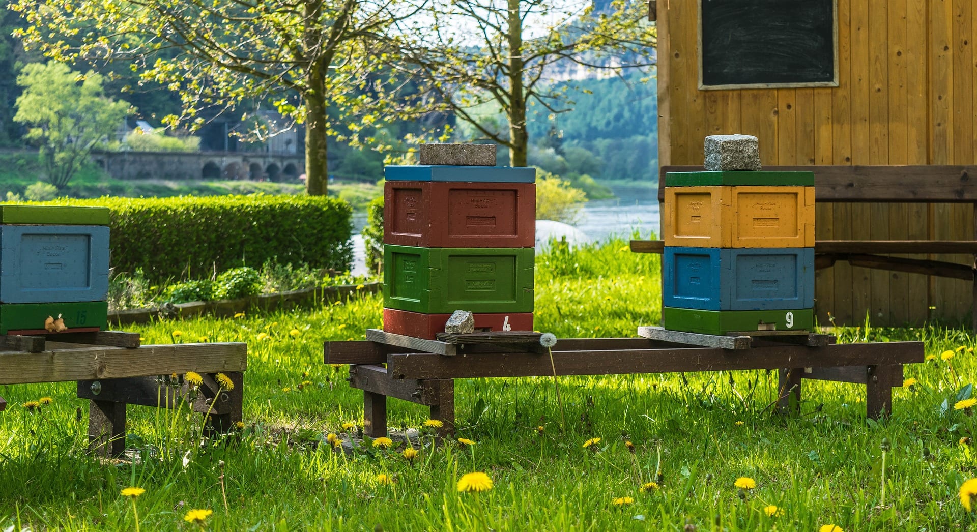 Make Your Own Honey with Backyard Beekeeping \u2013 Greener Ideal