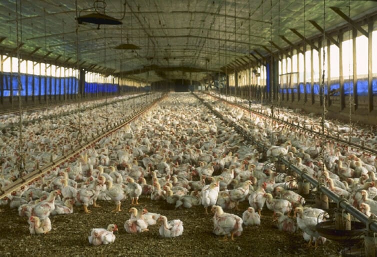 Cage-free chicken house in Florida