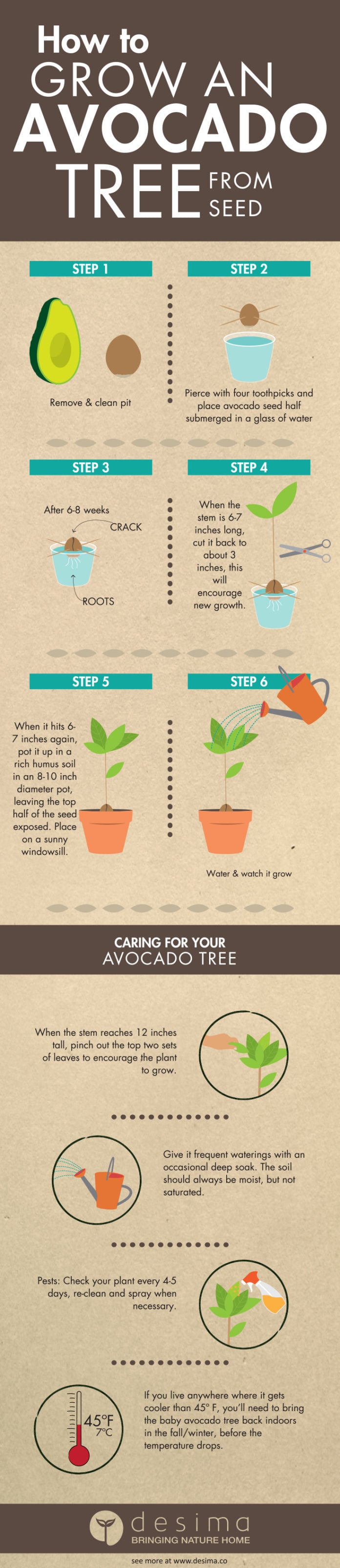 How to Grow an Avocado Tree from Seed [Infographic] | Greener Ideal