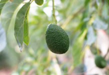 grow avocado tree