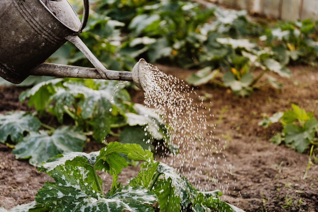 softened water is bad for plants